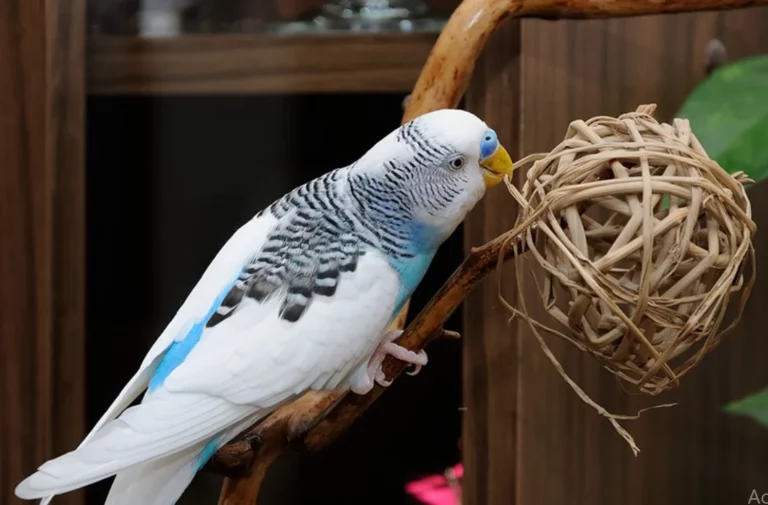 toys-for-budgies