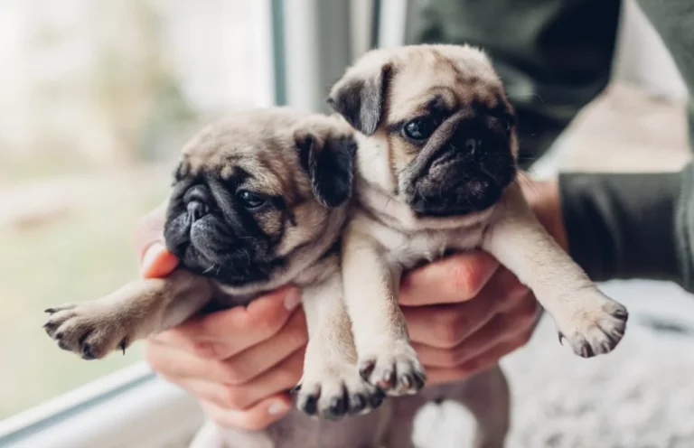 What-a-Pup-Isnt-the-Pug-adorable